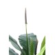 ANTHURIUM JUNGLE KING