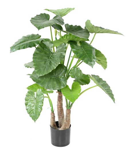 ALOCASIA CALIDORA 3 TRUNKS