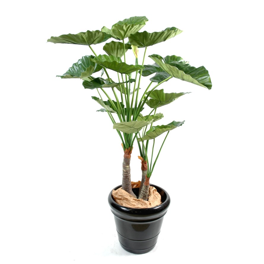 ALOCASIA CALIDORA 3 TRUNKS