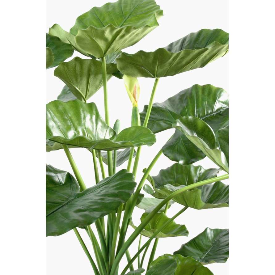 ALOCASIA CALIDORA 3 TRUNKS