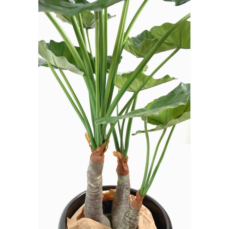 ALOCASIA CALIDORA 3 TRUNKS