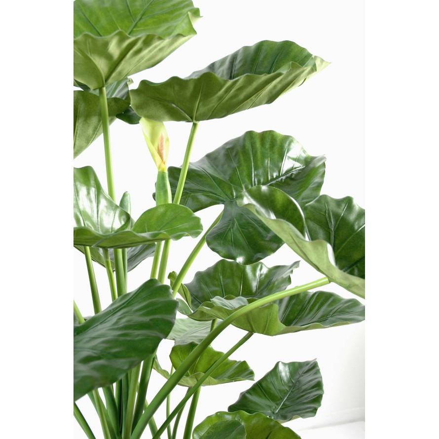 ALOCASIA CALIDORA 3 TRUNKS