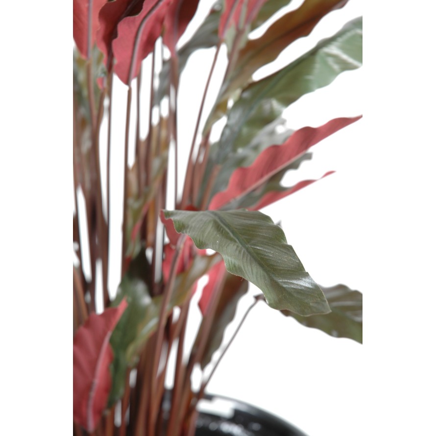 CALATHEA IN A POT