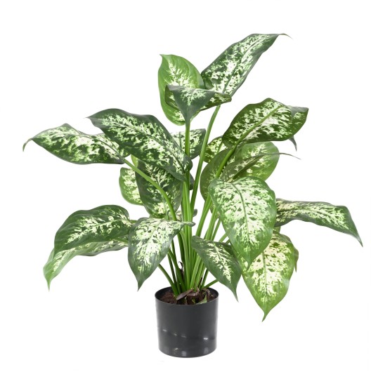 DIEFFENBACHIA*26 IN A POT