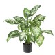 DIEFFENBACHIA*26 EN POT