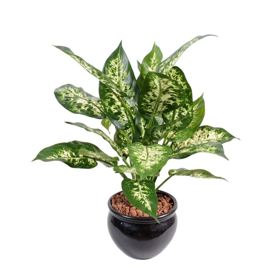 DIEFFENBACHIA*26 IN A POT