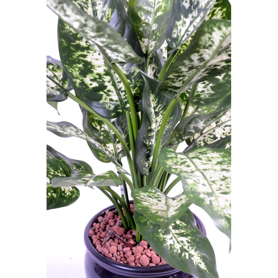 DIEFFENBACHIA*26 IN A POT