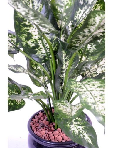 DIEFFENBACHIA*26 EN POT