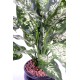 DIEFFENBACHIA*26 IN A POT