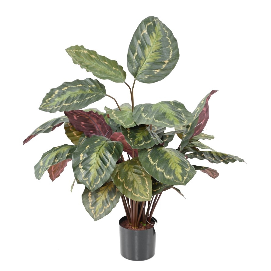 CALATHEA ROSEOPICTA