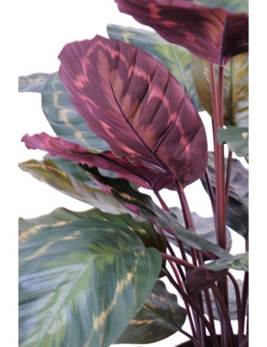 CALATHEA ROSEOPICTA