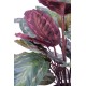 CALATHEA ROSEOPICTA