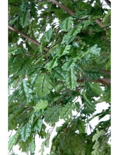 OAK TREE HEAD