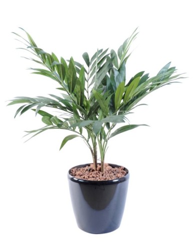 PALMIER PARLOUR PLANTE