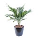 PALMIER PARLOUR PLANTE