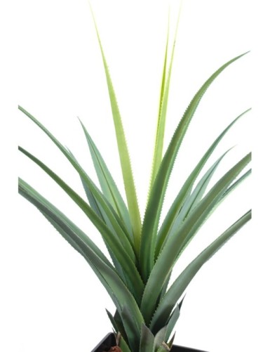 PANDANUS