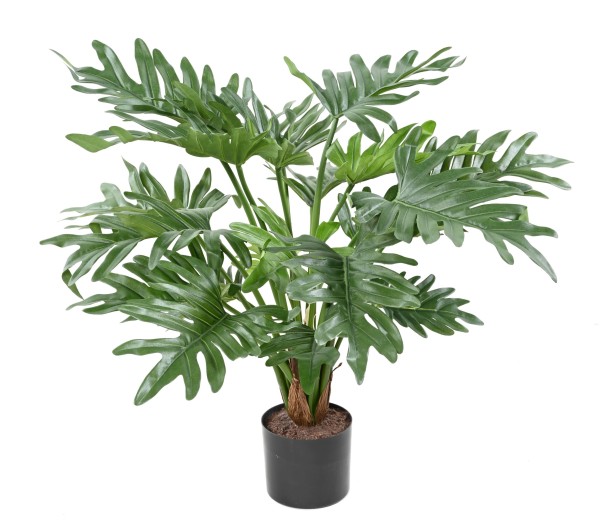 PHILODENDRON SELLOUM