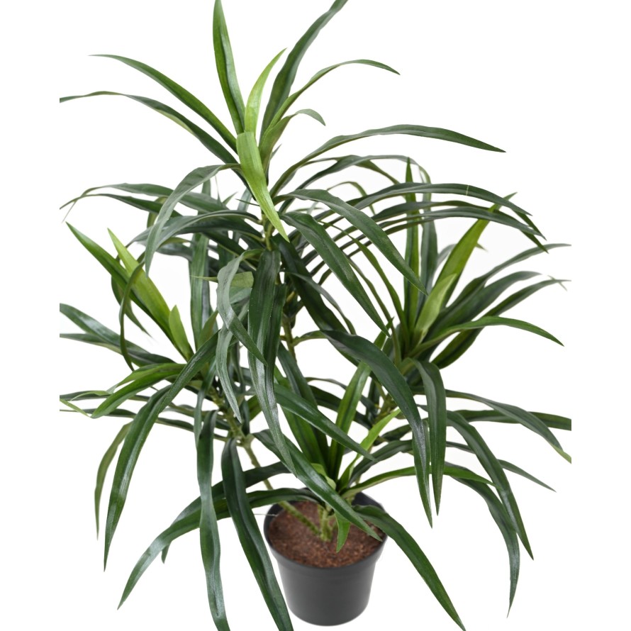 DRACAENA ANITA POT