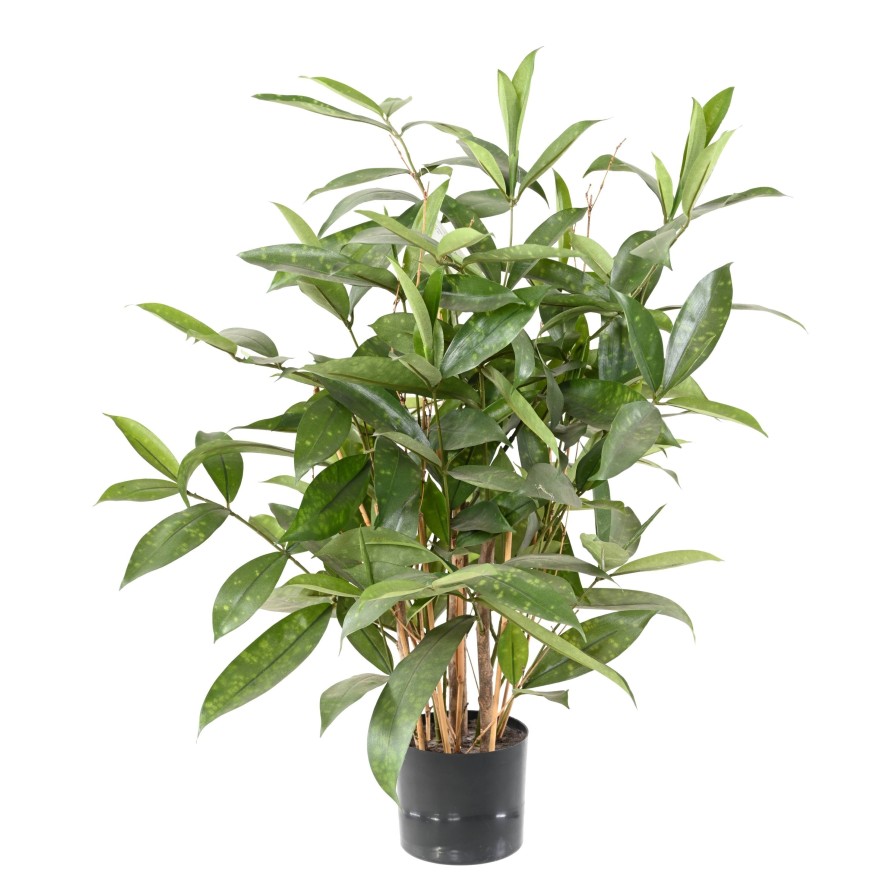 DRACAENA SURCULOSA POT