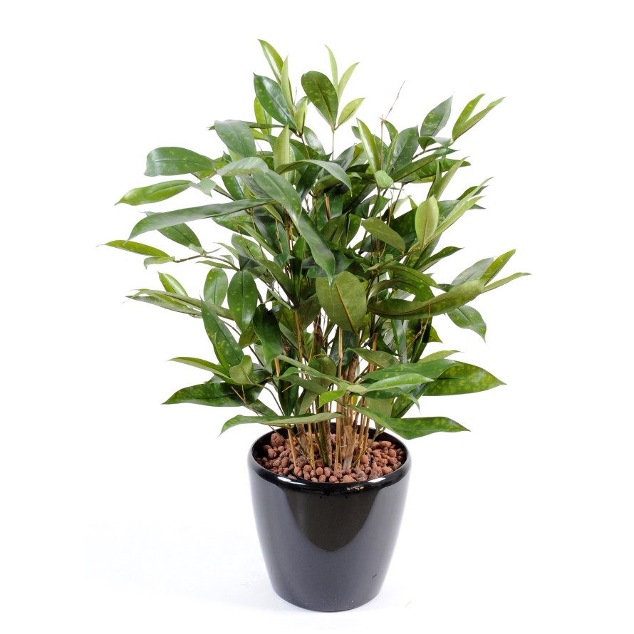 DRACAENA SURCULOSA POT