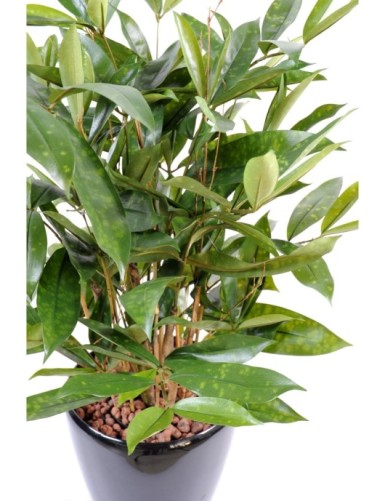 DRACAENA SURCULOSA POT