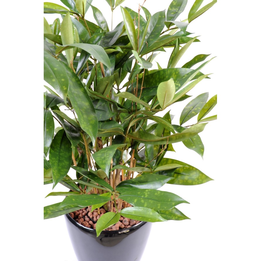 DRACAENA SURCULOSA POT