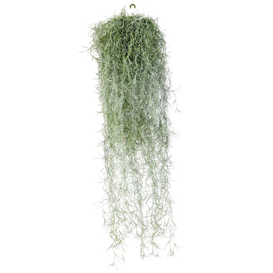 TILLANDSIA (Spanish moss)