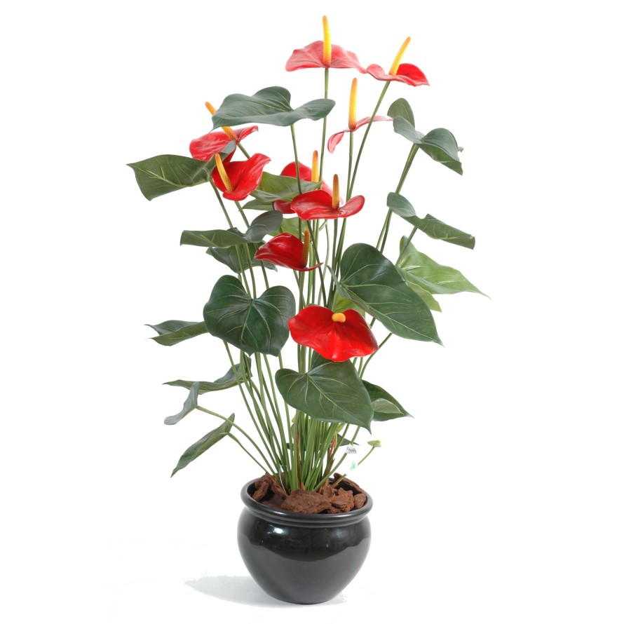 ANTHURIUM*9 IN POT