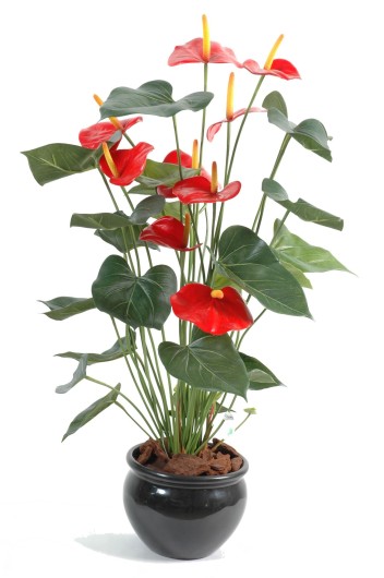 ANTHURIUM*9 IN POT