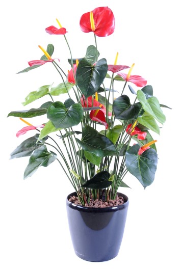 ANTHURIUM*13