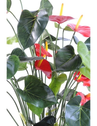 ANTHURIUM*13