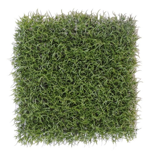 FINE PLATE GRASS