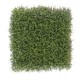 FINE PLATE GRASS