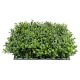 BOXWOOD PLATE NEW *300