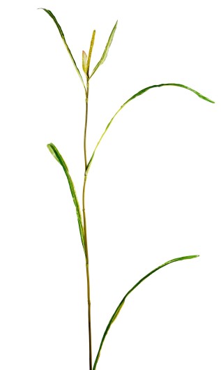 MISCANTHUS SPRIG