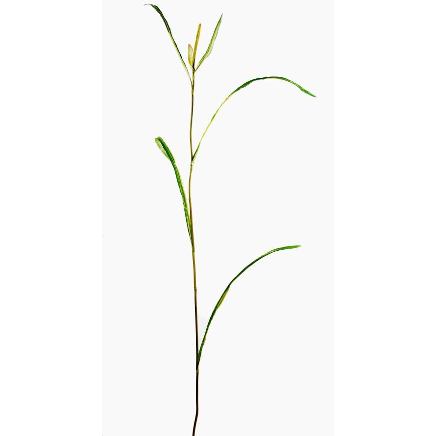 MISCANTHUS SPRIG