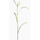 MISCANTHUS SPRIG