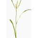 MISCANTHUS SPRIG