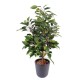 FICUS NATASJA IN POT OF 10