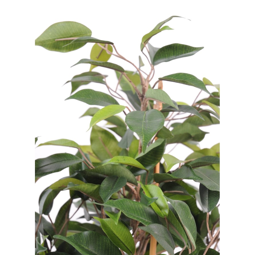 FICUS NATASJA IN POT OF 10