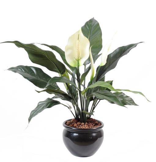 SPATHIPHYLLUM*2FL*1BT POT