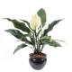 SPATHIPHYLLUM*2FL*1BT POT