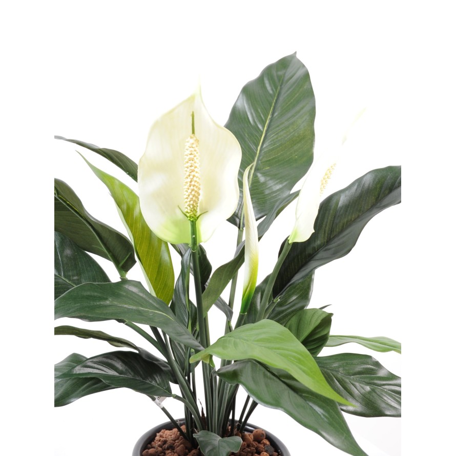 SPATHIPHYLLUM*2FL*1BT POT