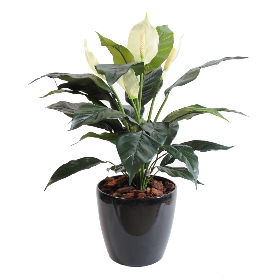 SPATHIPHYLLUM *5FL POT