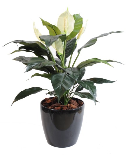 SPATHIPHYLLUM *5FL POT