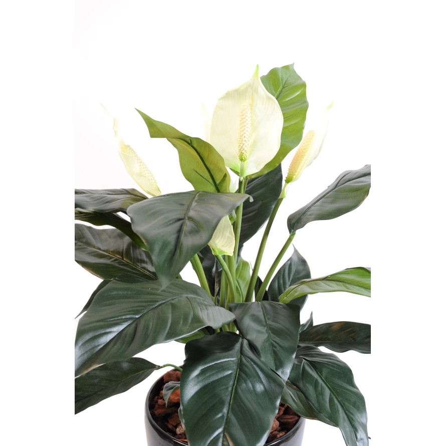 SPATHIPHYLLUM *5FL POT