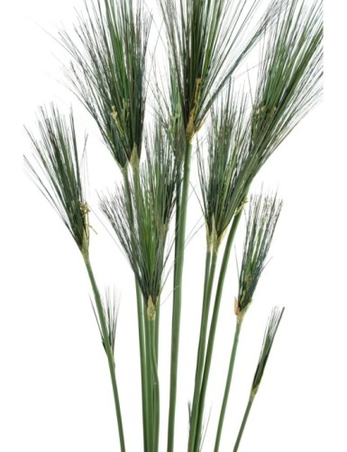 PAPYRUS CYPERUS