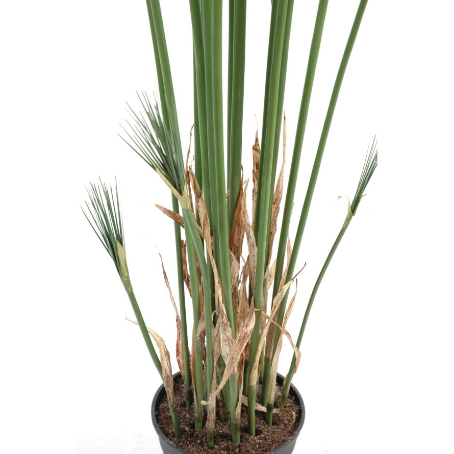 PAPYRUS CYPERUS