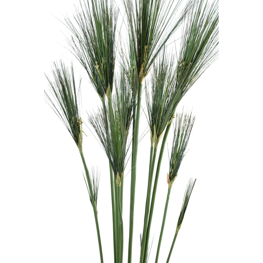 PAPYRUS CYPERUS