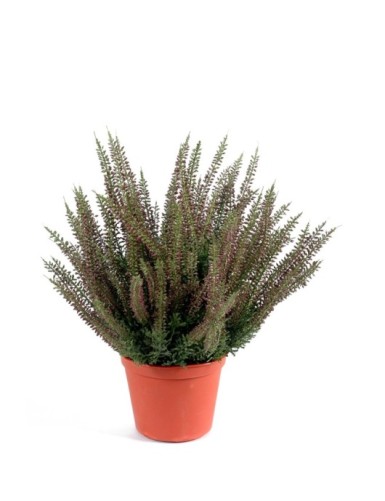 WIDE HEATHER IN A POT